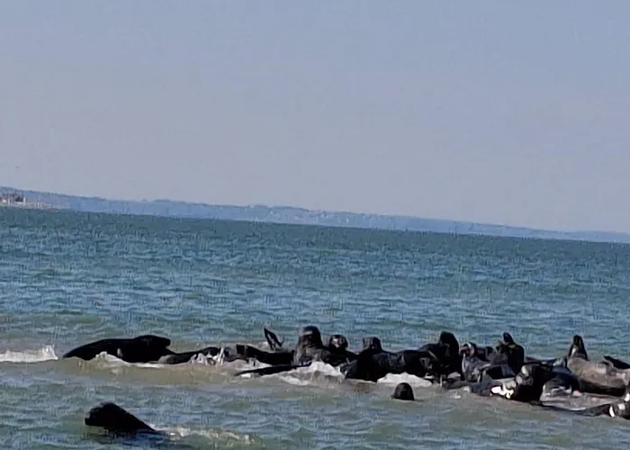 La Picarde 勒克罗图瓦